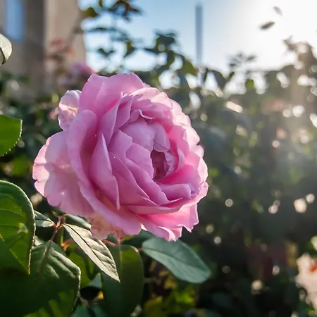 Casa Rosas Βίλα *